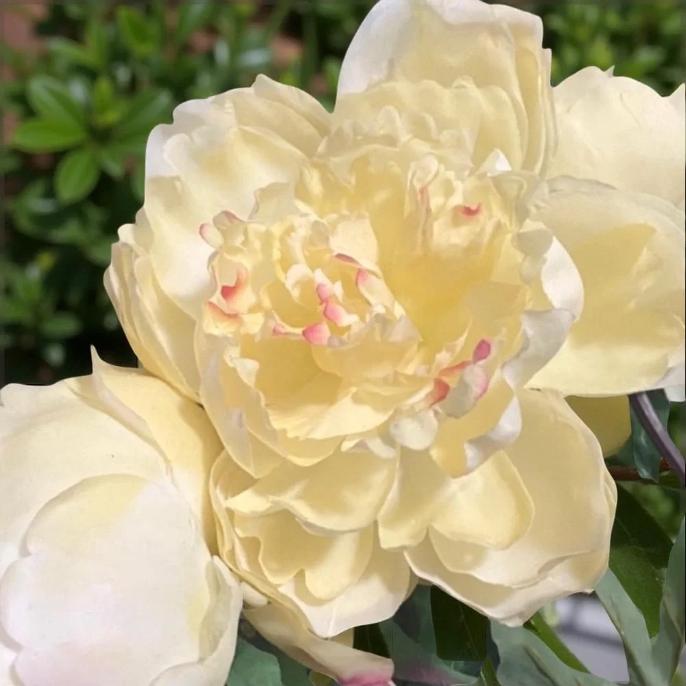 3 Light Yellow Peony Artificial Floral Stems